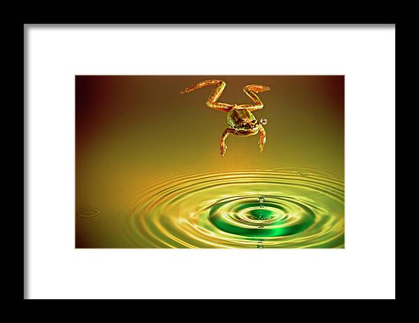 Frog Framed Print featuring the photograph Vision by William Lee