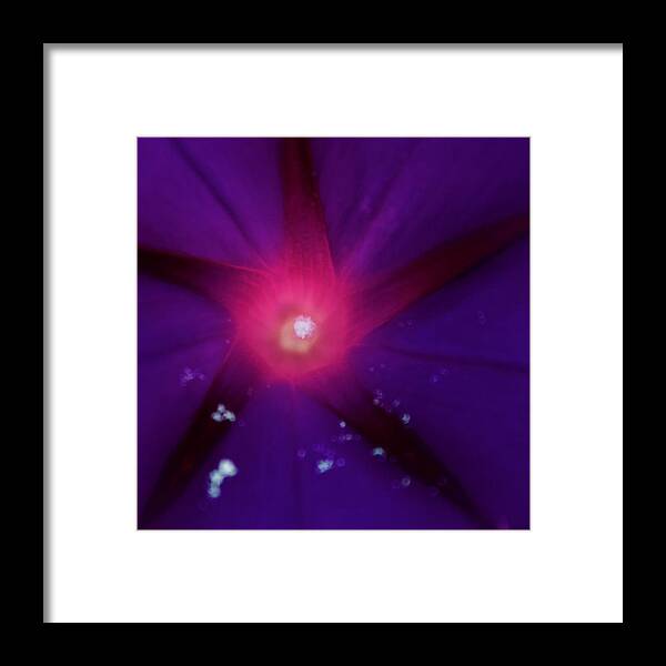 Photograph Framed Print featuring the photograph Visited Morning Glory by M E