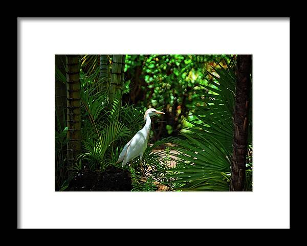 Hawaii Framed Print featuring the photograph Visitor in the Garden by Lynn Bauer