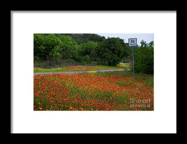Stunning Framed Print featuring the photograph Vivid red Indian Blanket Firewheels wildflowers bathed in mornin by Dan Herron