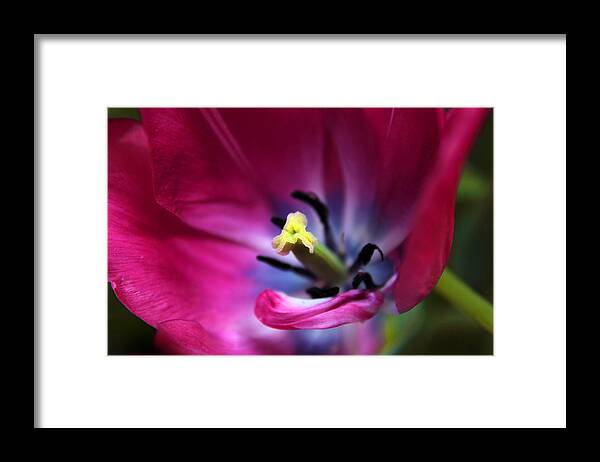 Tulips Framed Print featuring the photograph Vivid Velvet by Jessica Jenney
