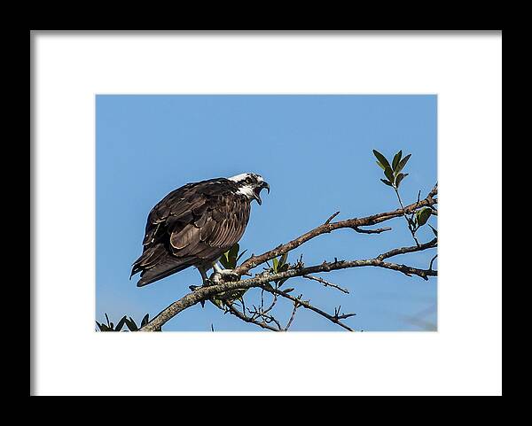 Osprey Framed Print featuring the photograph Vocal Plea by Norman Johnson