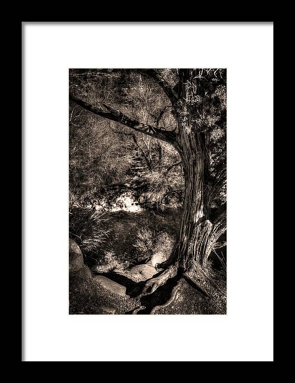 Arizona Framed Print featuring the photograph Vortex Juniper Clinging to a High Perch by Roger Passman