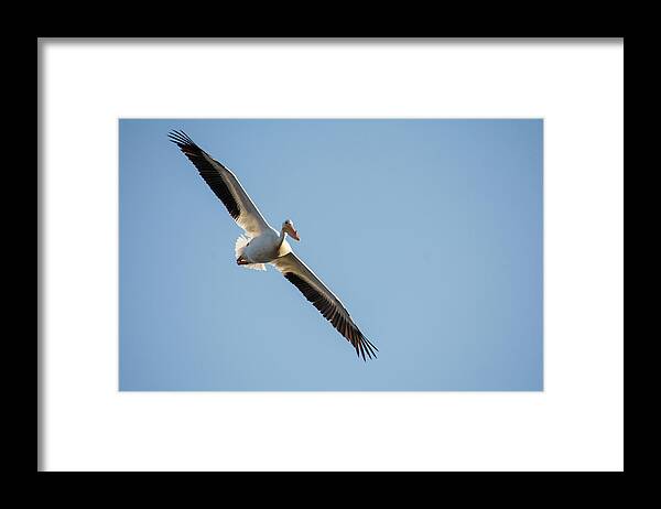 Pelican Framed Print featuring the photograph Voyage by Brian Duram