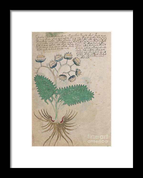 Plant Framed Print featuring the drawing Voynich flora 14 by Rick Bures