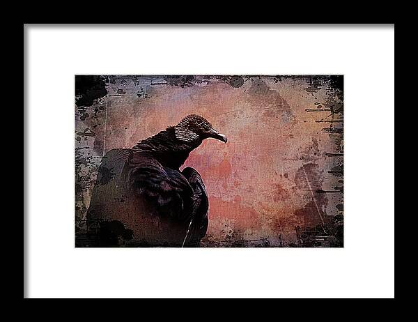 Vulture Framed Print featuring the photograph Vulture by Stoney Lawrentz