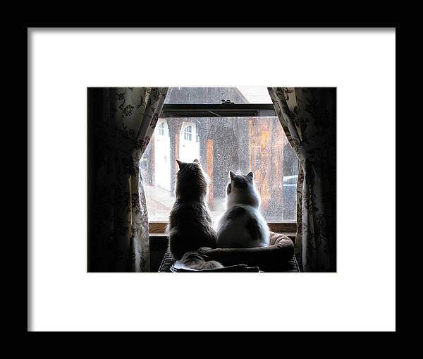 Cats Framed Print featuring the photograph Waiting at the Window by Lili Feinstein