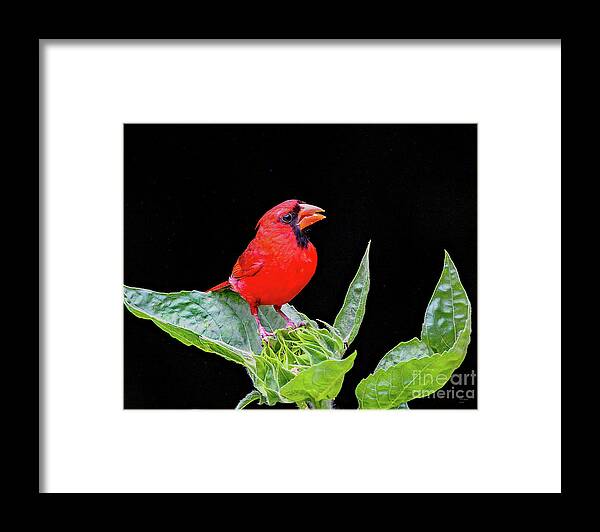 Nature Framed Print featuring the photograph Waiting by DB Hayes