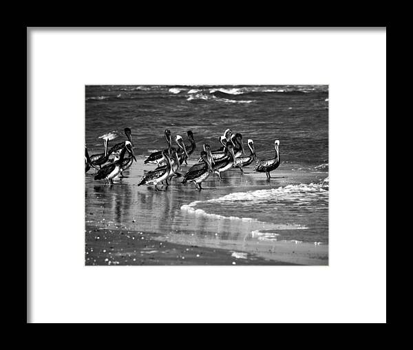 Pelican Framed Print featuring the photograph Waiting for Lunch by Jerry Connally