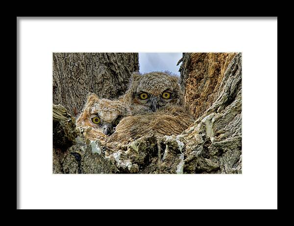 Owls Framed Print featuring the photograph Waiting For Mom by Lonnie Wooten