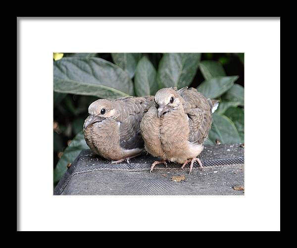 Animals Framed Print featuring the photograph Waiting For Momma To Bring Some Food by Jay Milo