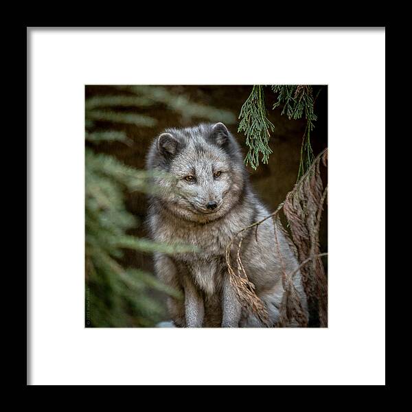 Nc Zoo Framed Print featuring the photograph Waiting for Red by Wade Brooks