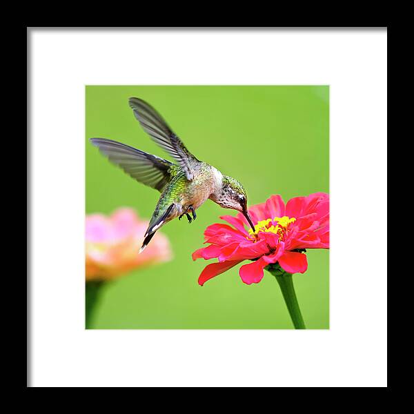 Hummingbird Framed Print featuring the photograph Waiting in the Wings Hummingbird Square by Christina Rollo