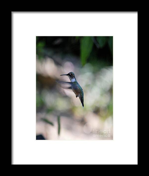 Hummingbird Framed Print featuring the photograph Waiting My Turn by Lori Tambakis
