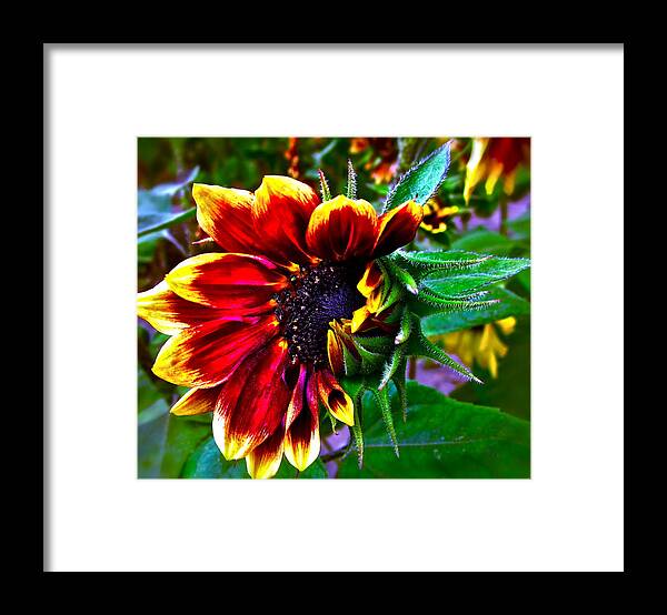 Sunflower Framed Print featuring the photograph Waking Up by Gwyn Newcombe
