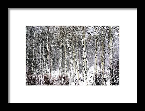 Idaho Framed Print featuring the photograph Walk in the woods anyone by Merle Grenz