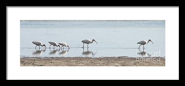 Fauna Framed Print featuring the photograph Walk this way... by Mariarosa Rockefeller