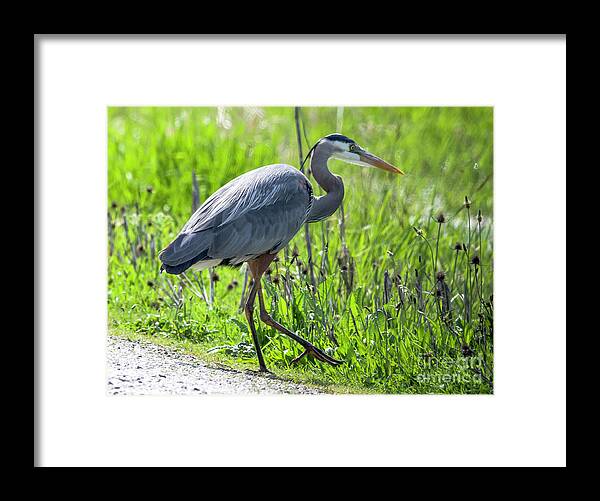 Animals In The Wild Framed Print featuring the photograph Walkabout by Bob Zuber