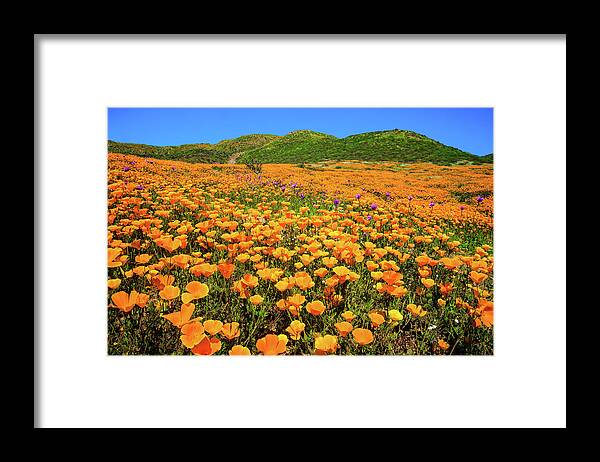 Poppies Framed Print featuring the photograph Walker Canyon Wildflowers by Lynn Bauer