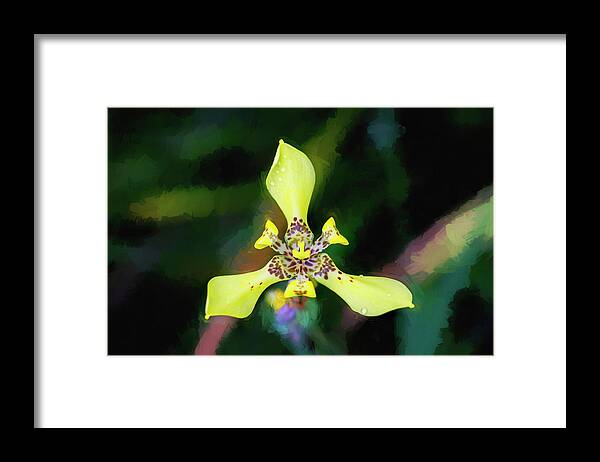 Iris Framed Print featuring the photograph Walking Iris Neomarica Gracillis Painted 002 by Rich Franco