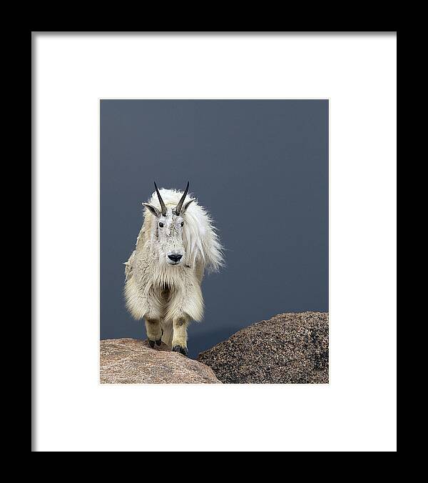 Goat Framed Print featuring the photograph Walking Tall by Verdon