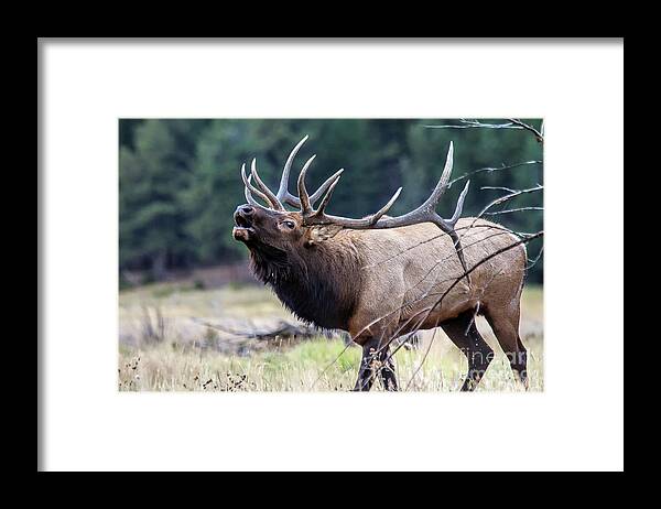 Elk Framed Print featuring the photograph Walking the Runway by Jim Garrison
