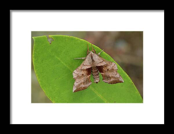 Insect Framed Print featuring the photograph Walnut Sphinx Moth by Alan Lenk