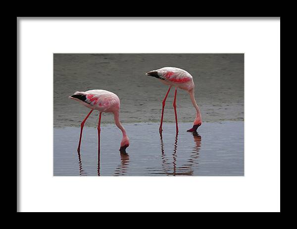 Namibia Framed Print featuring the digital art Walvis Bay Flamingos by Ernest Echols