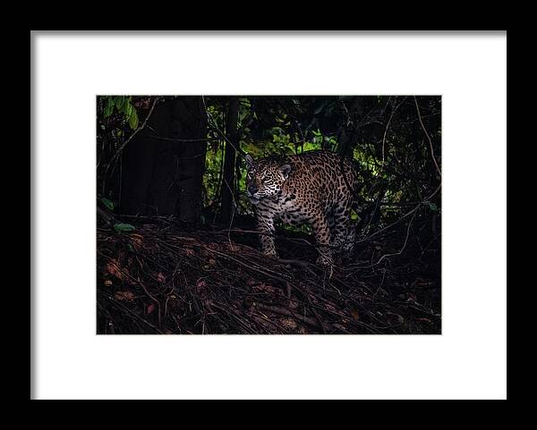 Jaguar Framed Print featuring the photograph Wandering Jaguar by Wade Aiken