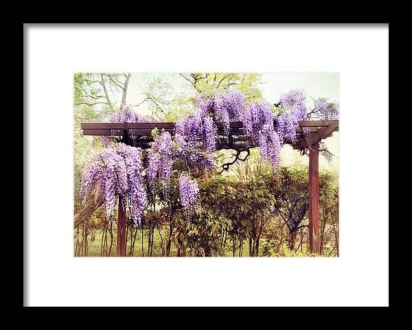 Wisteria Framed Print featuring the photograph Waning Wisteria by Jessica Jenney