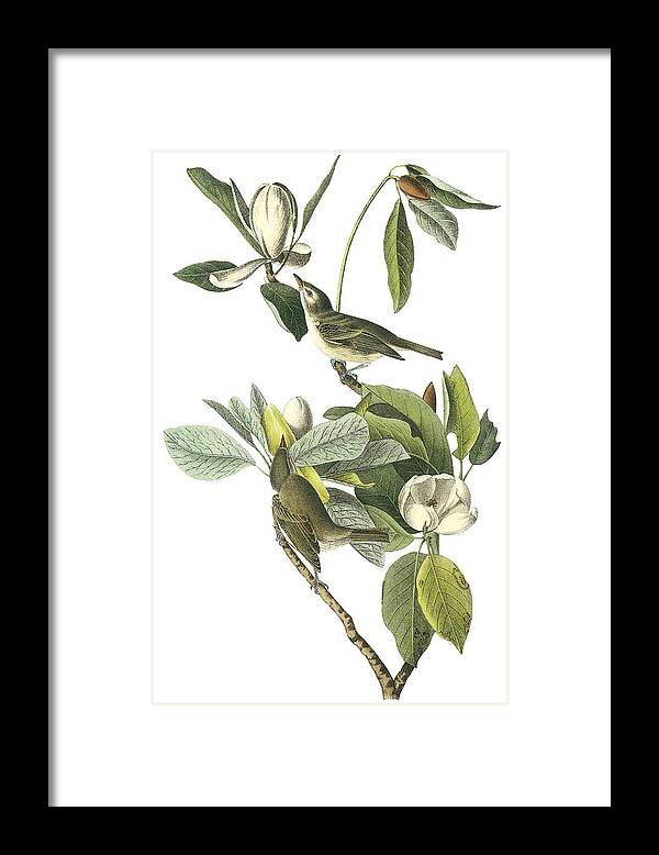 John James Audubon Framed Print featuring the painting Warbling Vireo by John James Audubon