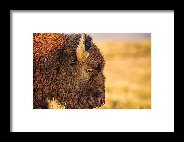 Wyoming Framed Print featuring the photograph Warm Bison by Ryan Moyer