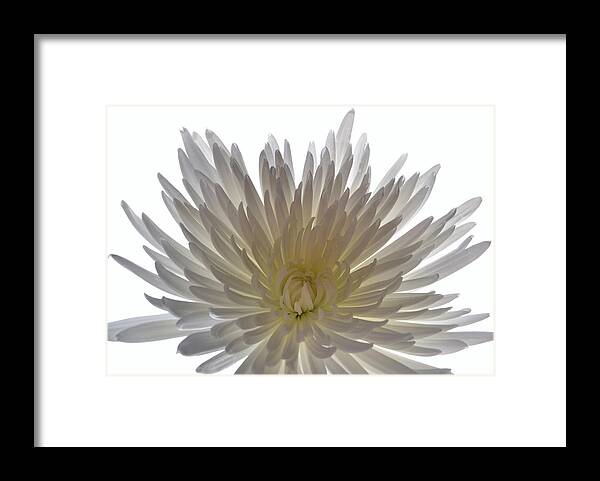 Chrysanthemums Framed Print featuring the photograph Warm Heart. by Terence Davis