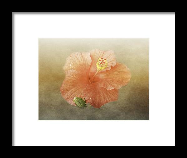 Hibiscus Framed Print featuring the photograph Warm Hibiscus by Judy Hall-Folde