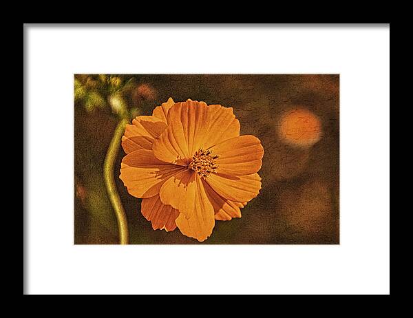 Bright Lights Framed Print featuring the photograph Warmth of Summer by Theo O'Connor