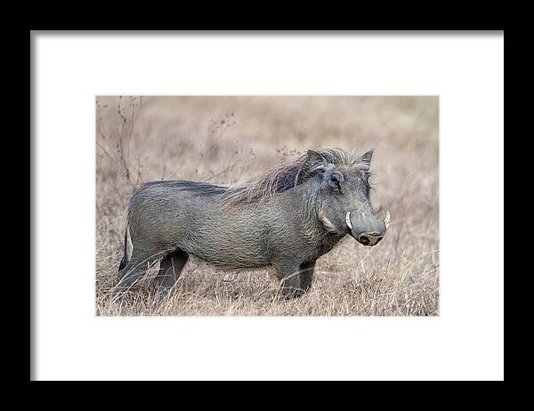 Photography Framed Print featuring the photograph Warthog Phacochoerus Africanus by Panoramic Images