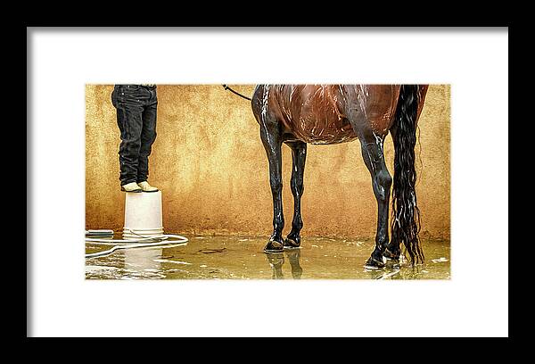 Animals Framed Print featuring the photograph Washing a Horse by Robert FERD Frank