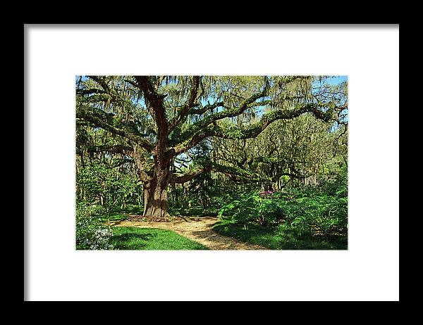 Washington Oaks Gardens Framed Print featuring the photograph Washington Oaks Gardens by Ben Prepelka