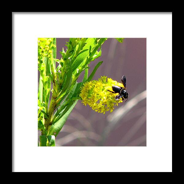 Wasp Framed Print featuring the photograph Wasp 1 by J M Farris Photography