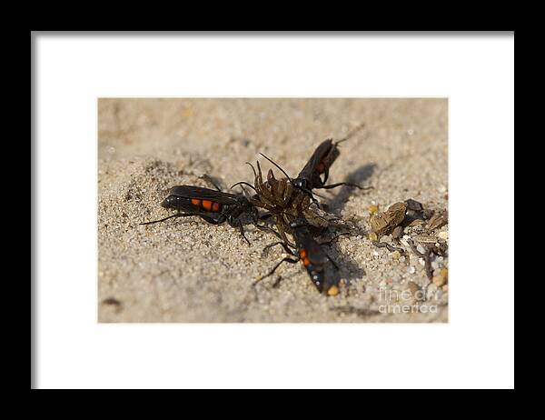 Black-banded Spider Wasp Framed Print featuring the photograph Wasps With Spider by Steen Drozd Lund