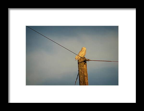 Snowy Owl Framed Print featuring the photograph Watch Tower by Steve L'Italien
