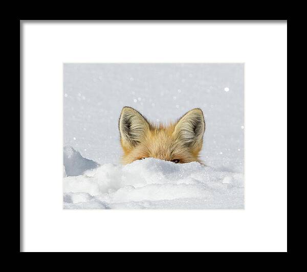 Fox Framed Print featuring the photograph Watchful Eye by Kevin Dietrich