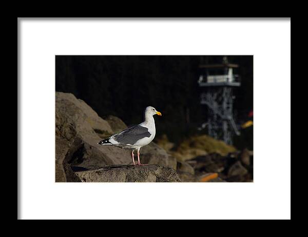 Adria Trail Framed Print featuring the photograph Watching by Adria Trail