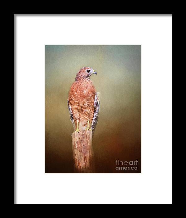 Red Shouldered Hawk Framed Print featuring the photograph Watching and Waiting by Sharon McConnell