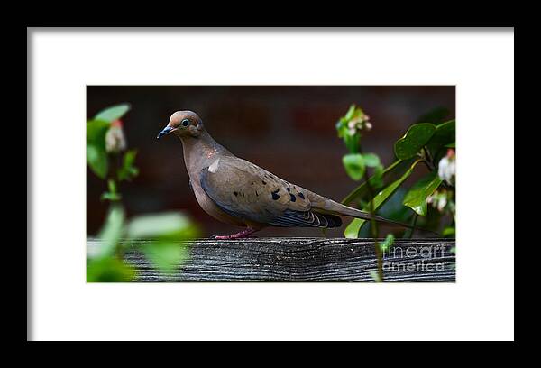 Dove Framed Print featuring the photograph Watching by Barry Bohn