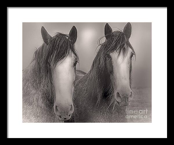 Horses Framed Print featuring the photograph Watching by Kype Hills