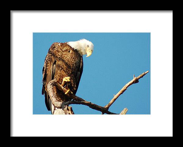 Eagle Eyes Framed Print featuring the photograph Watching Me by Sandy Poore