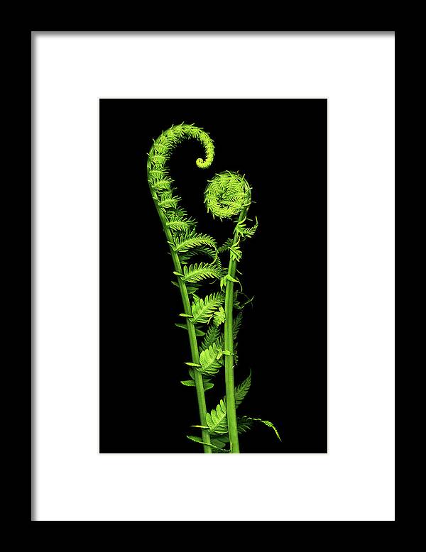 Fiddlehead Framed Print featuring the photograph Watching Over You by Patty Colabuono