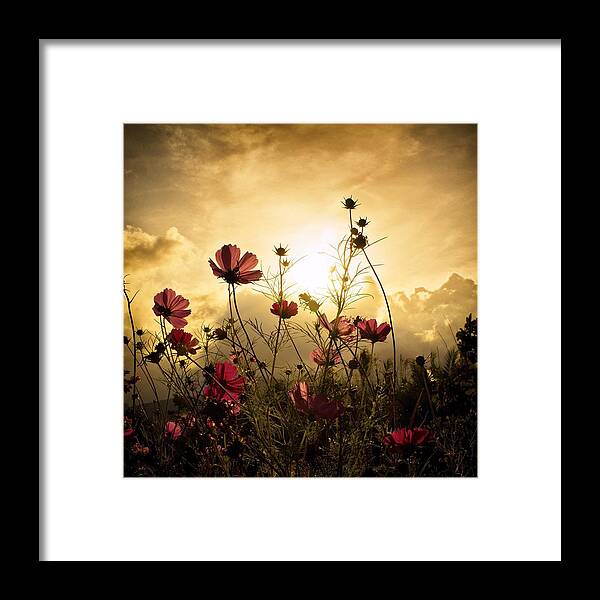 Flowers Framed Print featuring the photograph Watching the Sun by Christian Marcel