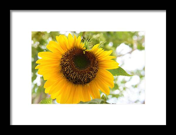 Sunflowers Growing Framed Print featuring the photograph Watching You by Angela J Wright